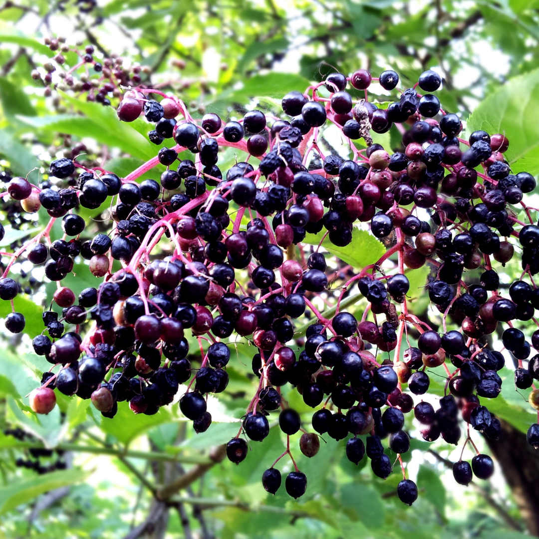 Dried Elderberries – Premium Quality for Wine Making (8 oz) - Image 2
